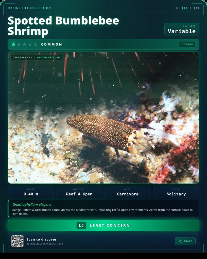 Spotted Bumblebee Shrimp species card