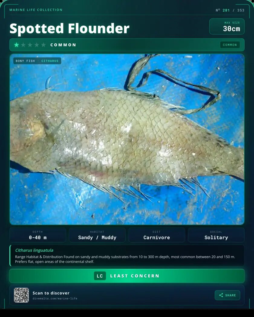 Spotted Flounder species card