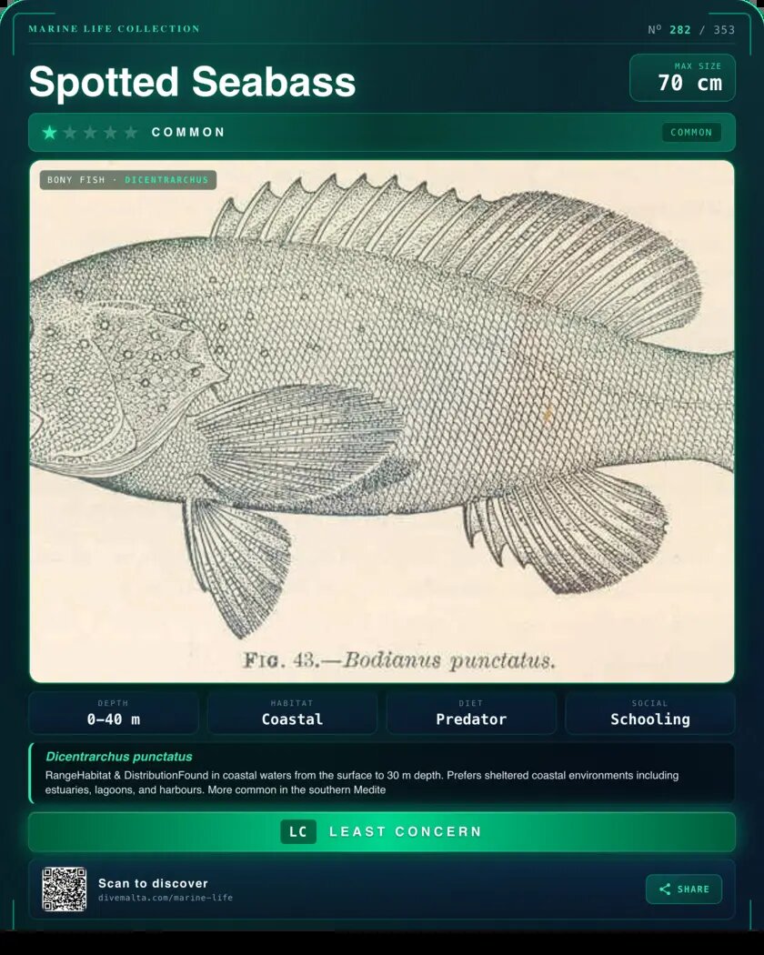 Spotted Seabass species card
