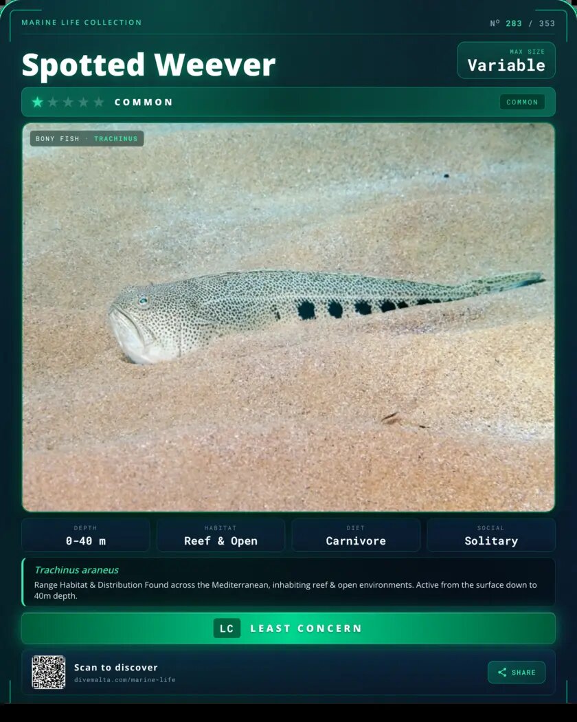 Spotted Weever species card