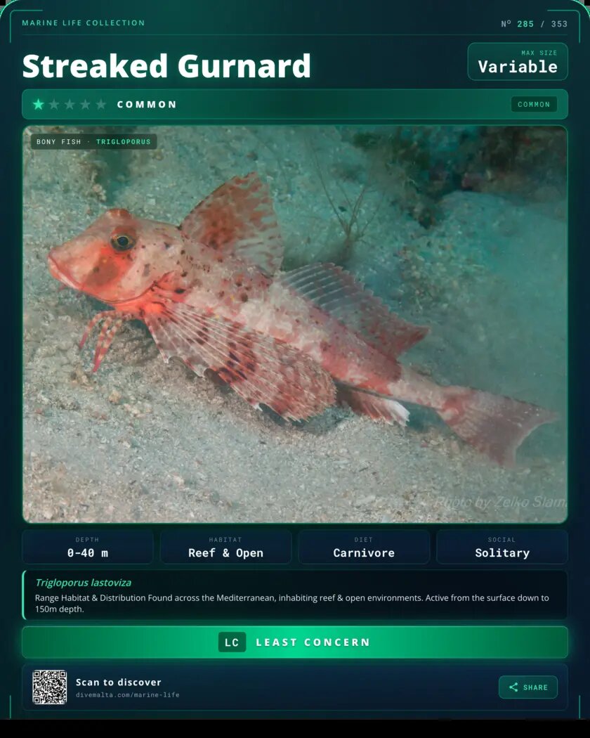 Streaked Gurnard species card