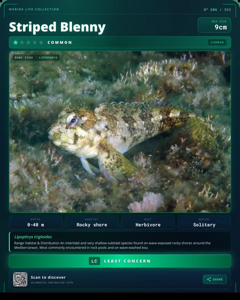 Striped Blenny species card
