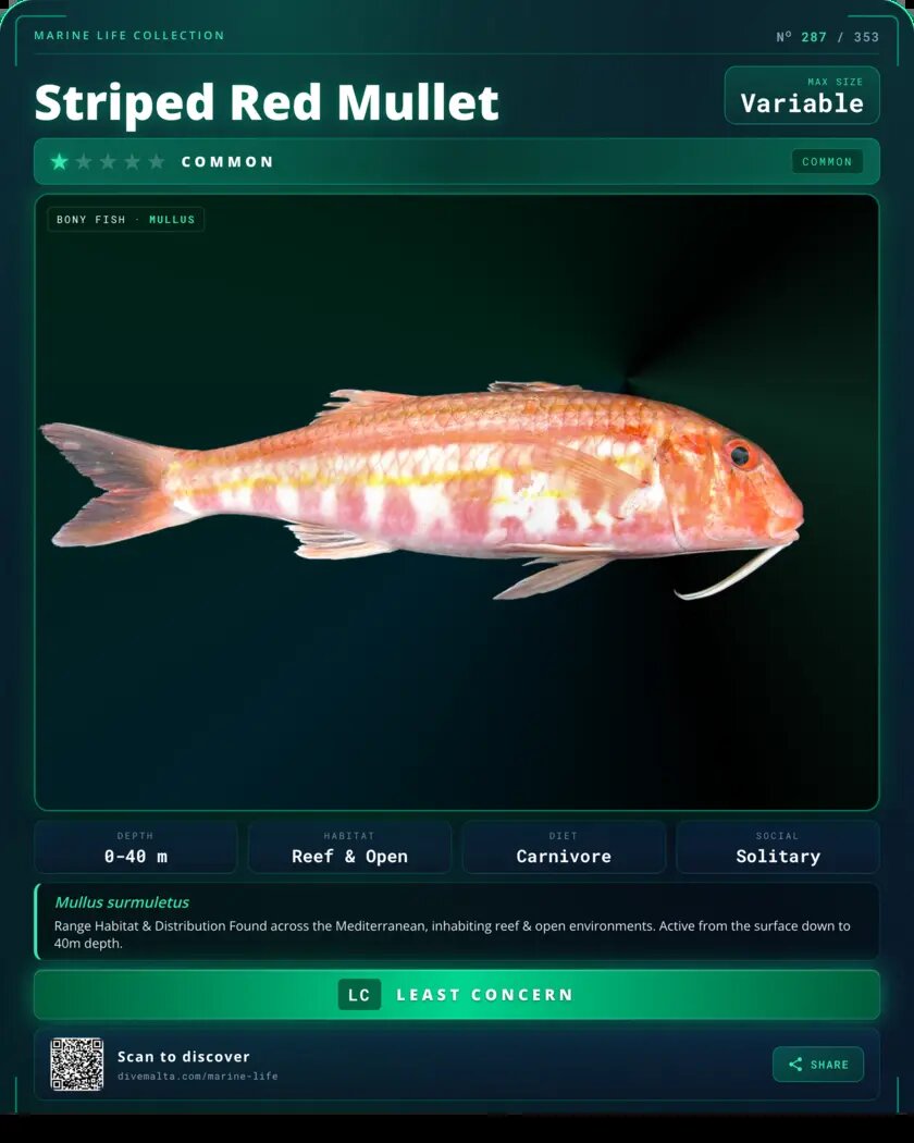 Striped Red Mullet species card