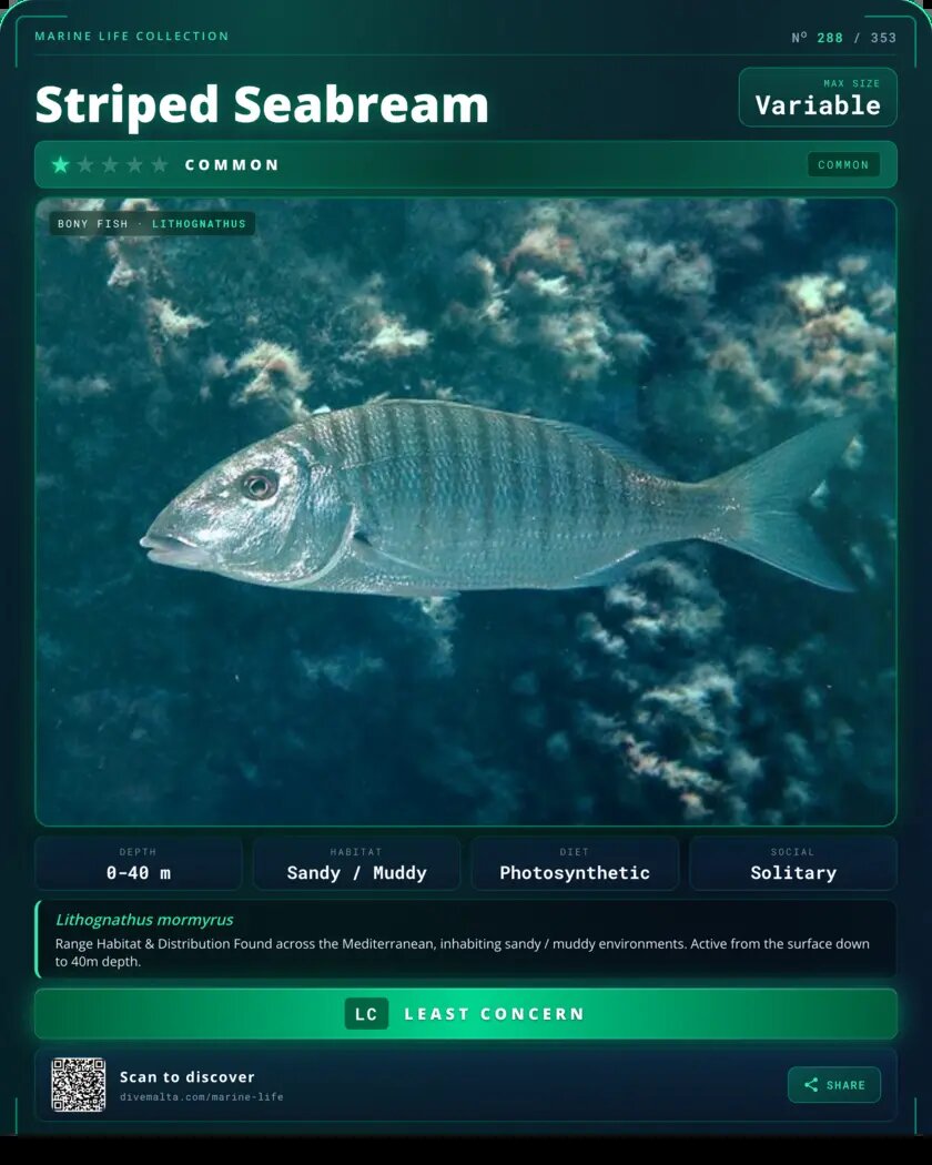 Striped Seabream species card