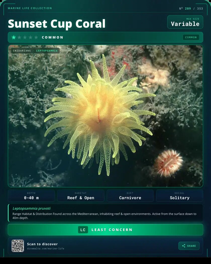 Sunset Cup Coral species card