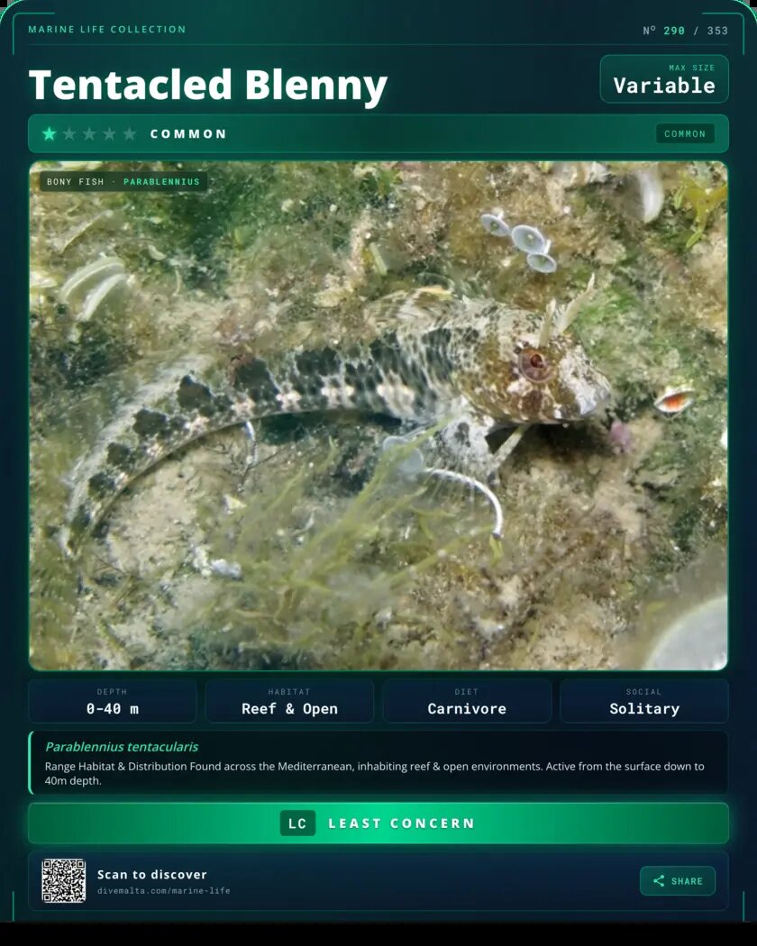 Tentacled Blenny species card