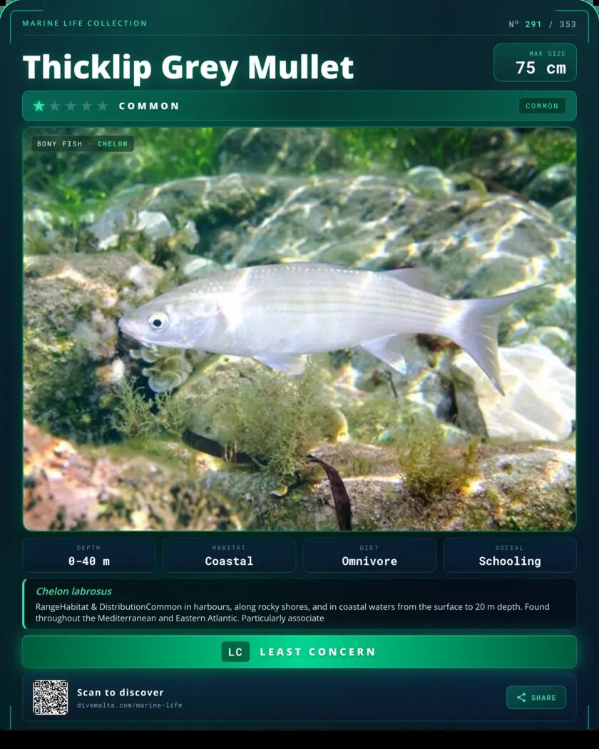 Thicklip Grey Mullet species card