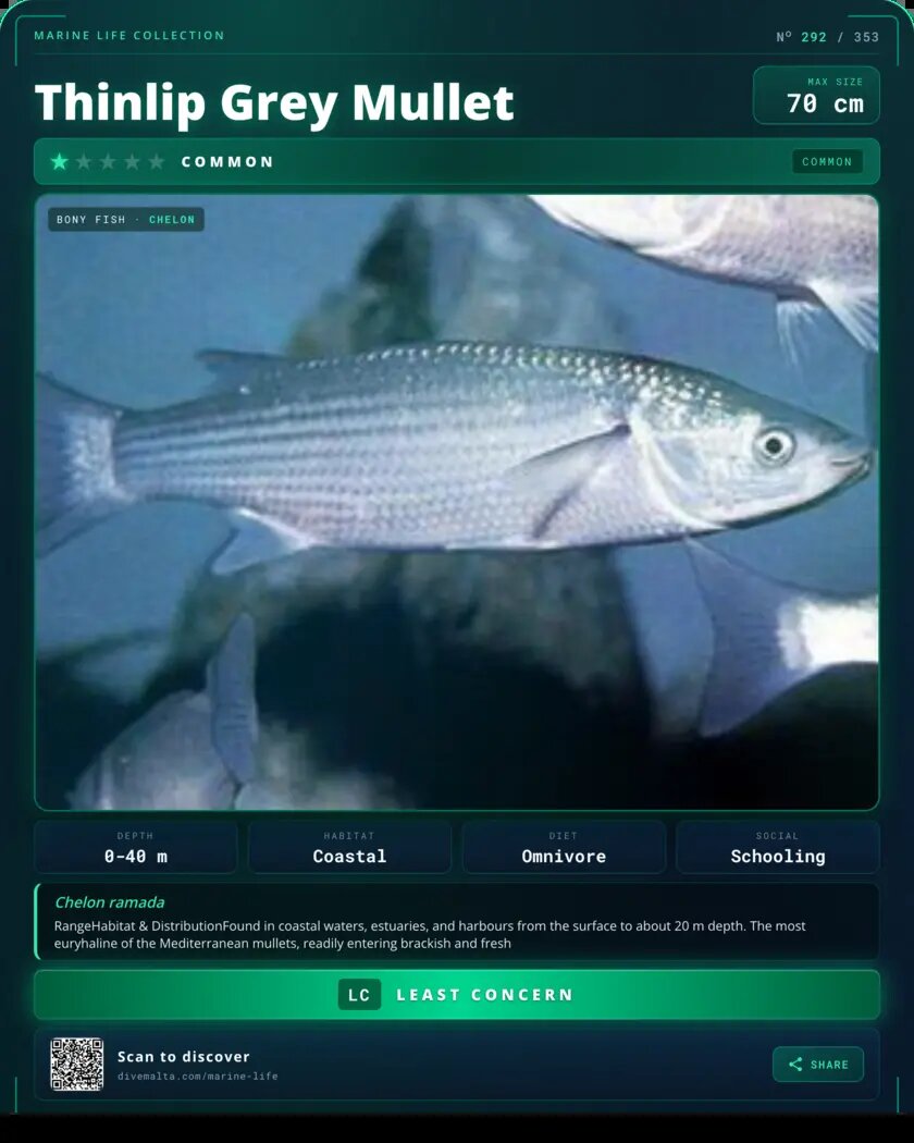 Thinlip Grey Mullet species card
