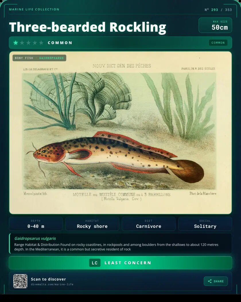 Three-bearded Rockling species card