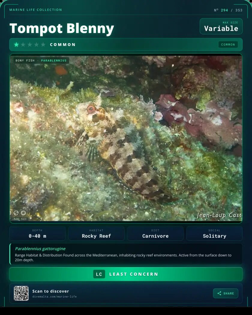Tompot Blenny species card