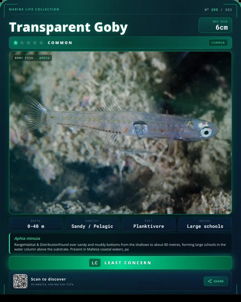 Transparent Goby species card