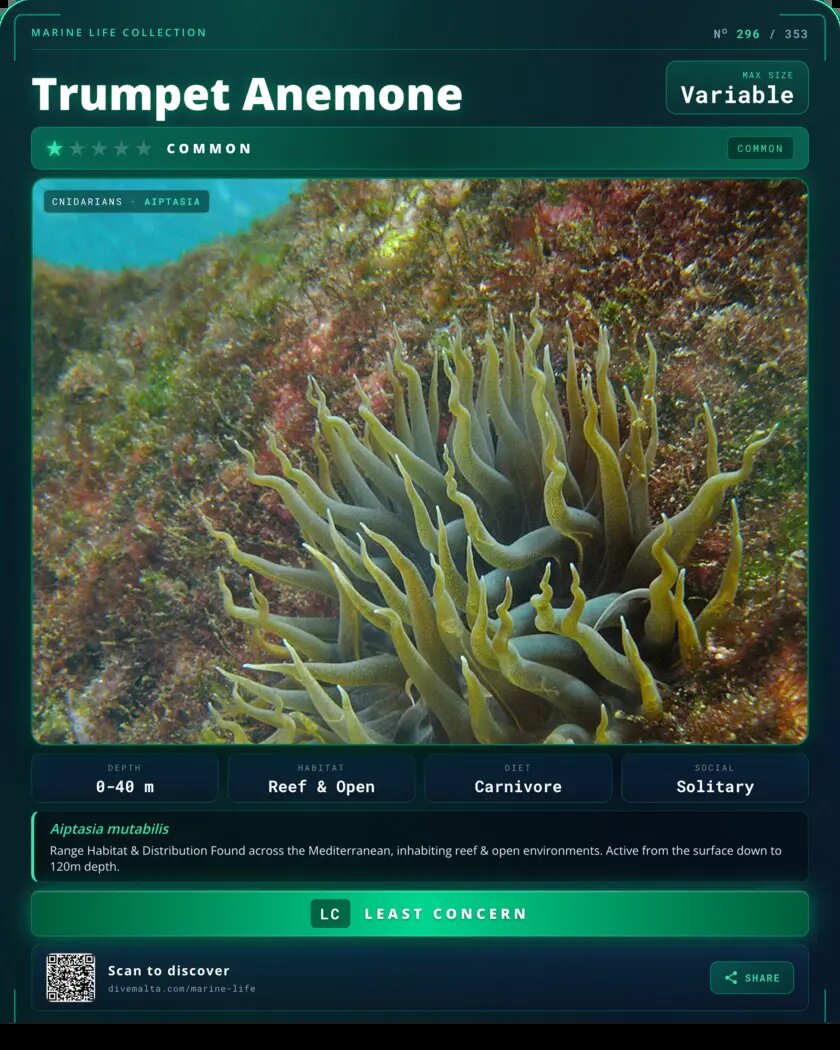 Trumpet Anemone species card