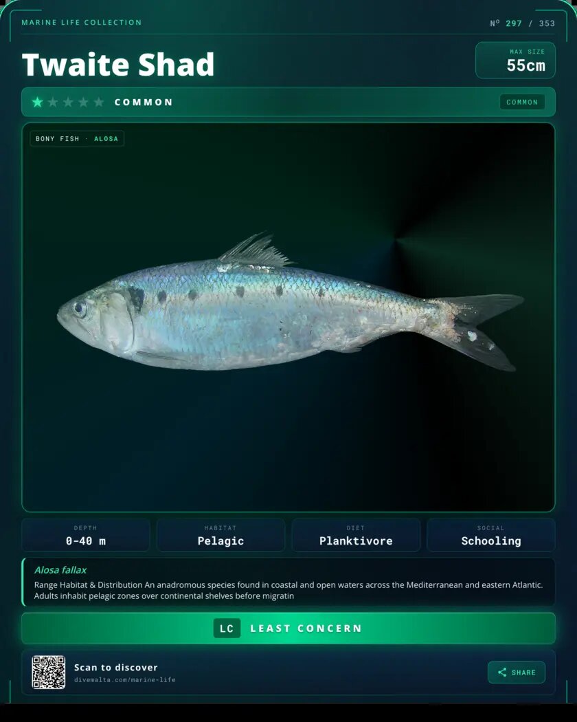 Twaite Shad species card