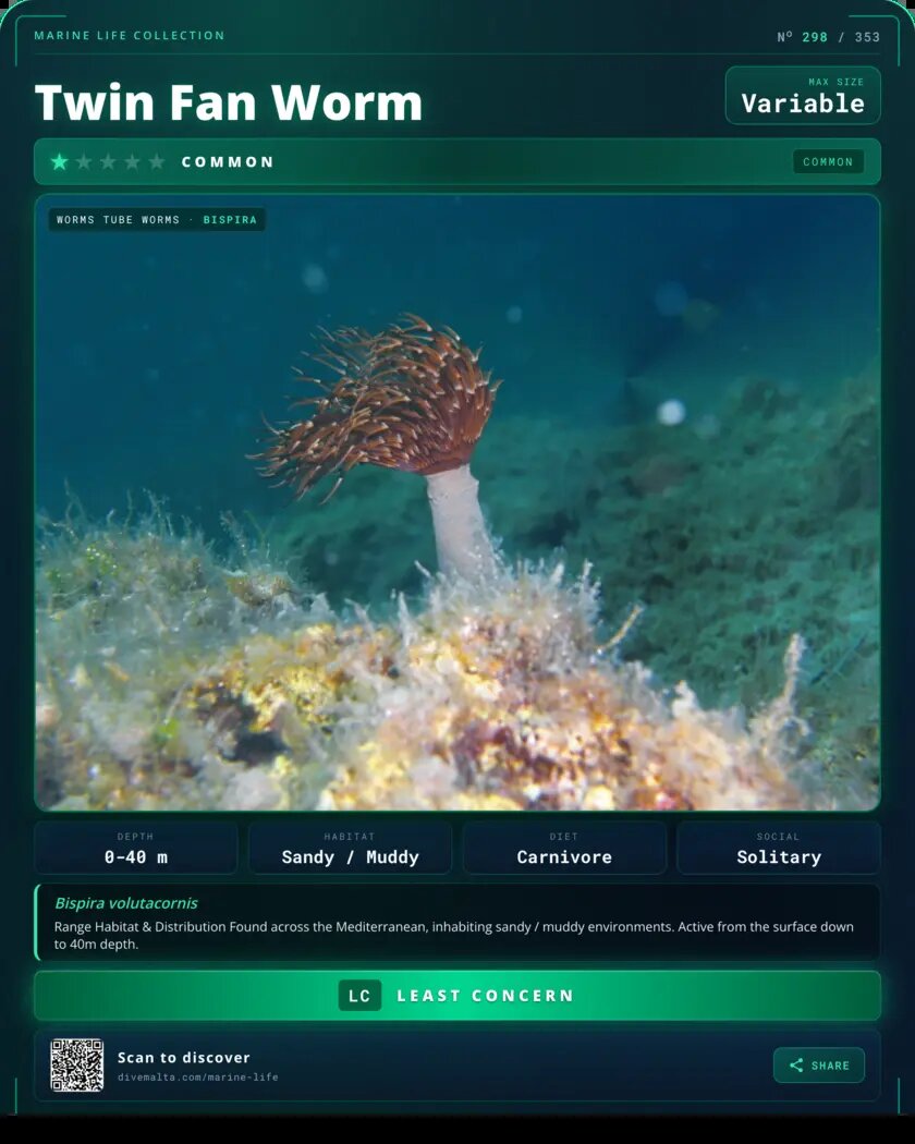 Twin Fan Worm species card