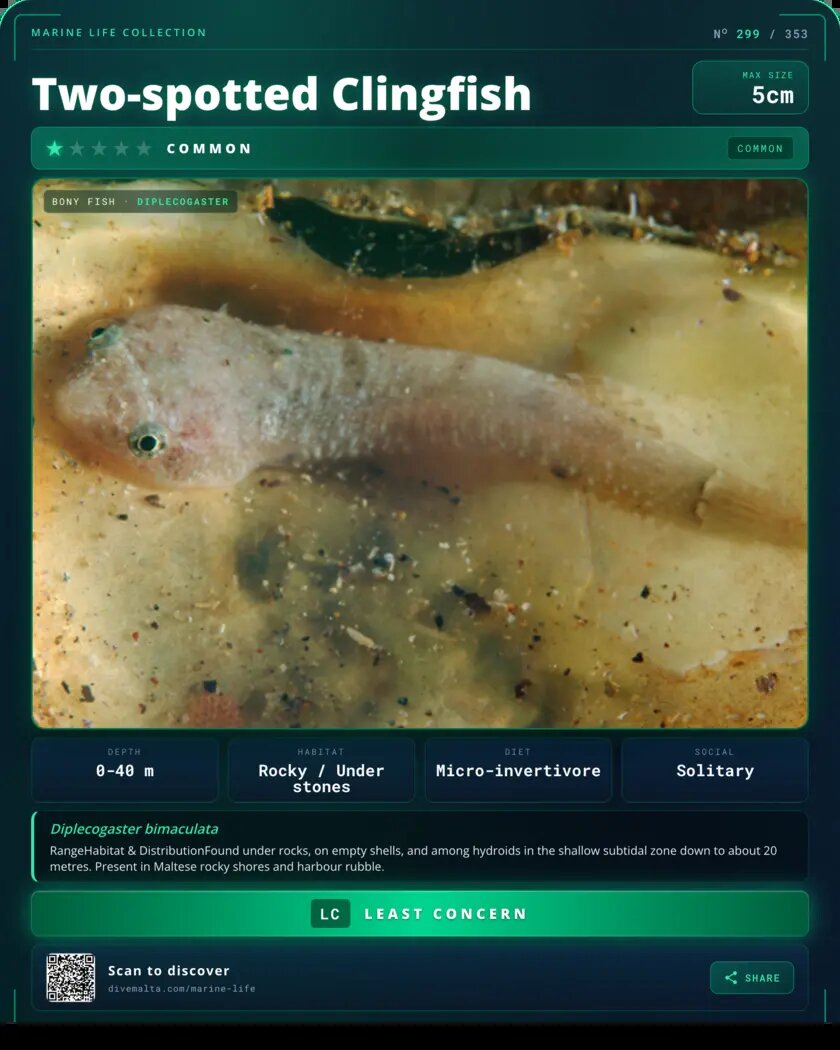 Two-spotted Clingfish species card