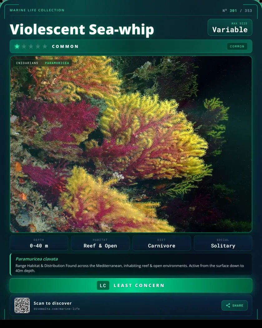 Violescent Sea-whip species card