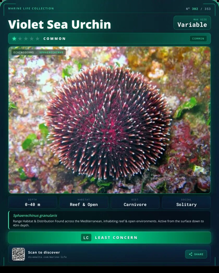 Violet Sea Urchin species card