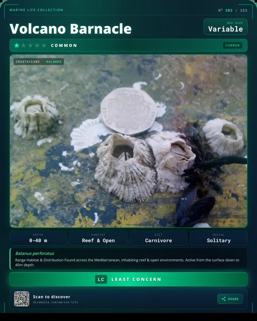Volcano Barnacle species card
