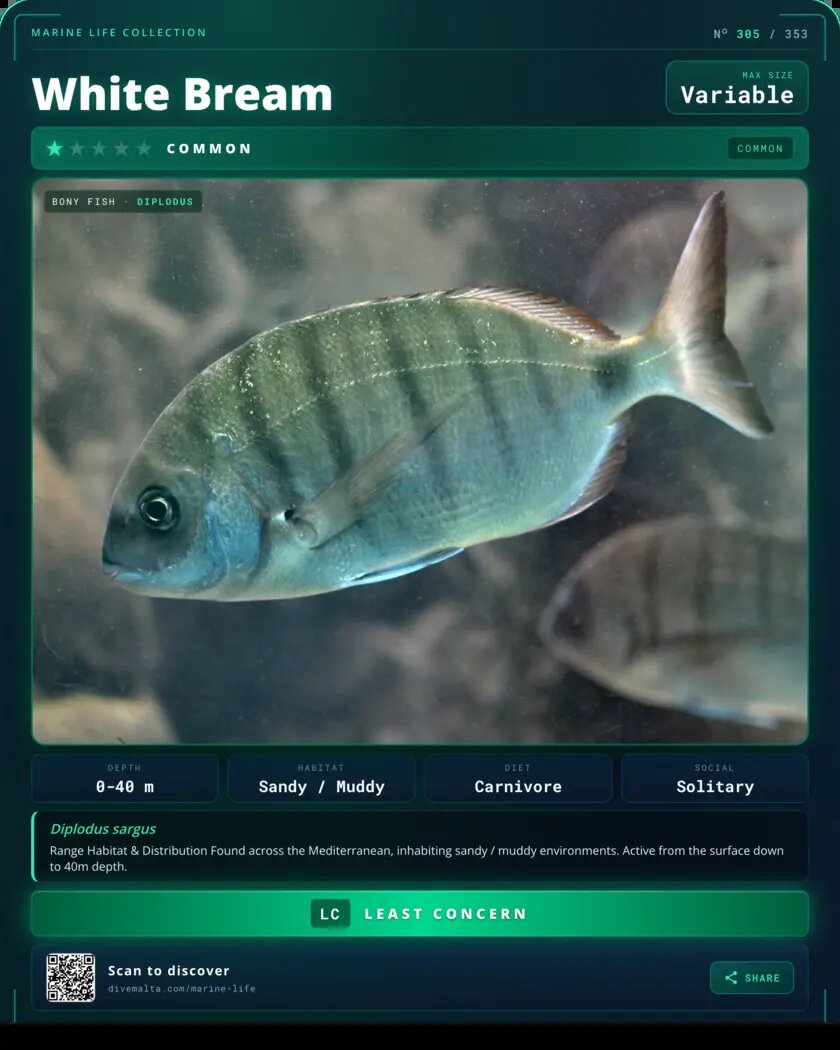 White Bream species card