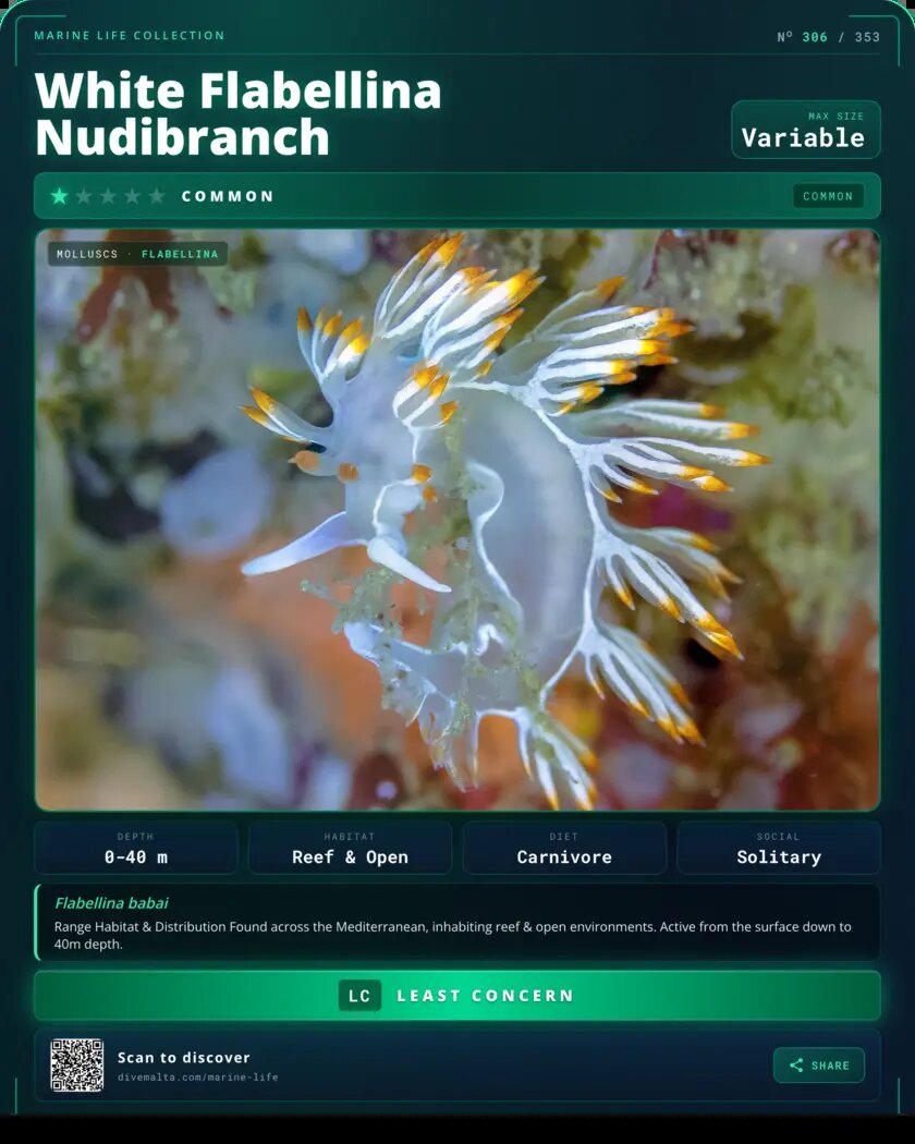 White Flabellina Nudibranch species card