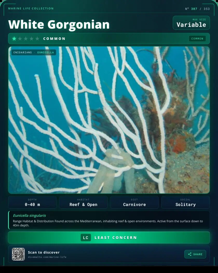 White Gorgonian species card