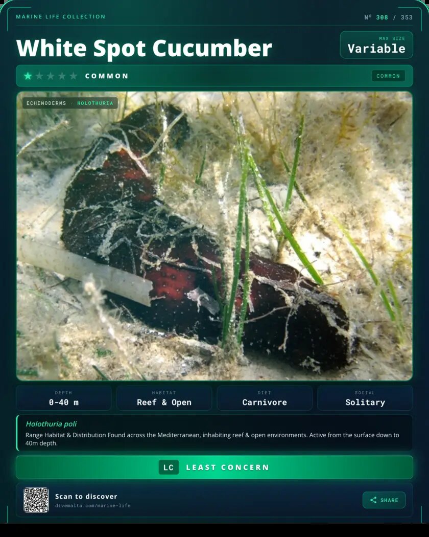 White Spot Cucumber species card