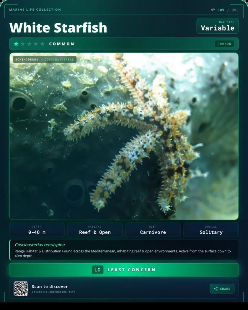 White Starfish species card