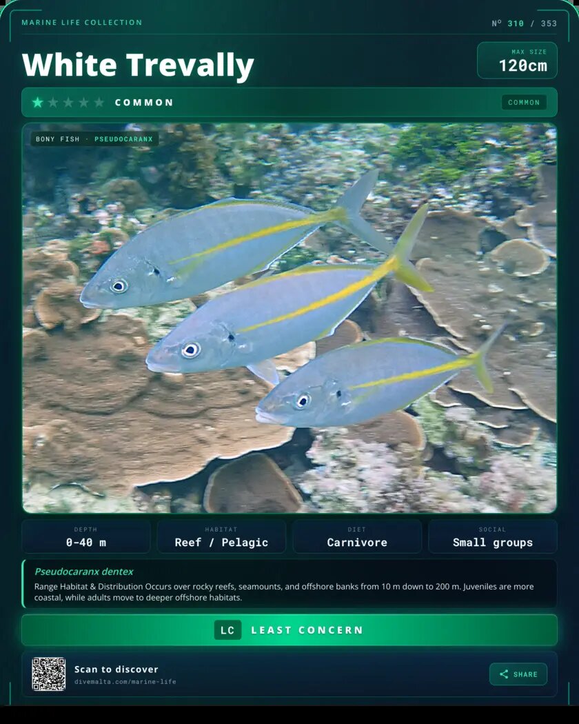 White Trevally species card