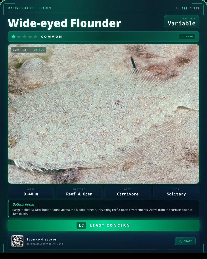 Wide-eyed Flounder species card