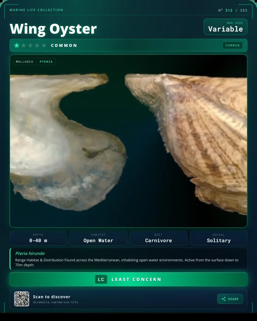 Wing Oyster species card