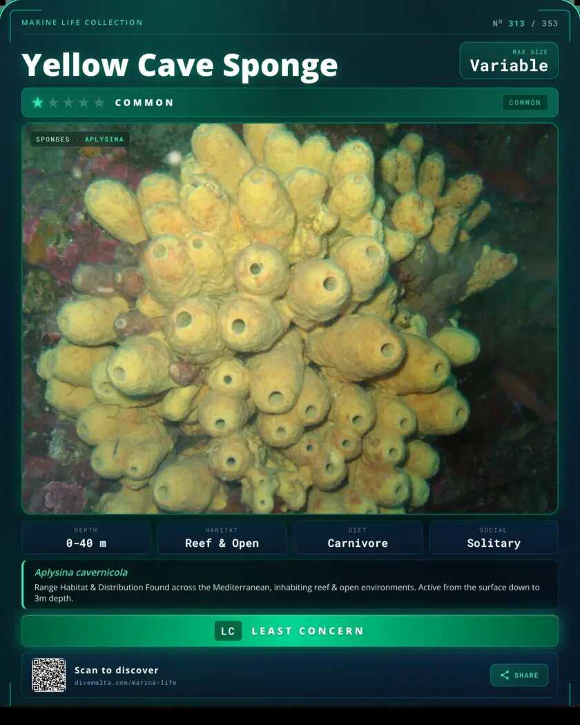 Yellow Cave Sponge species card