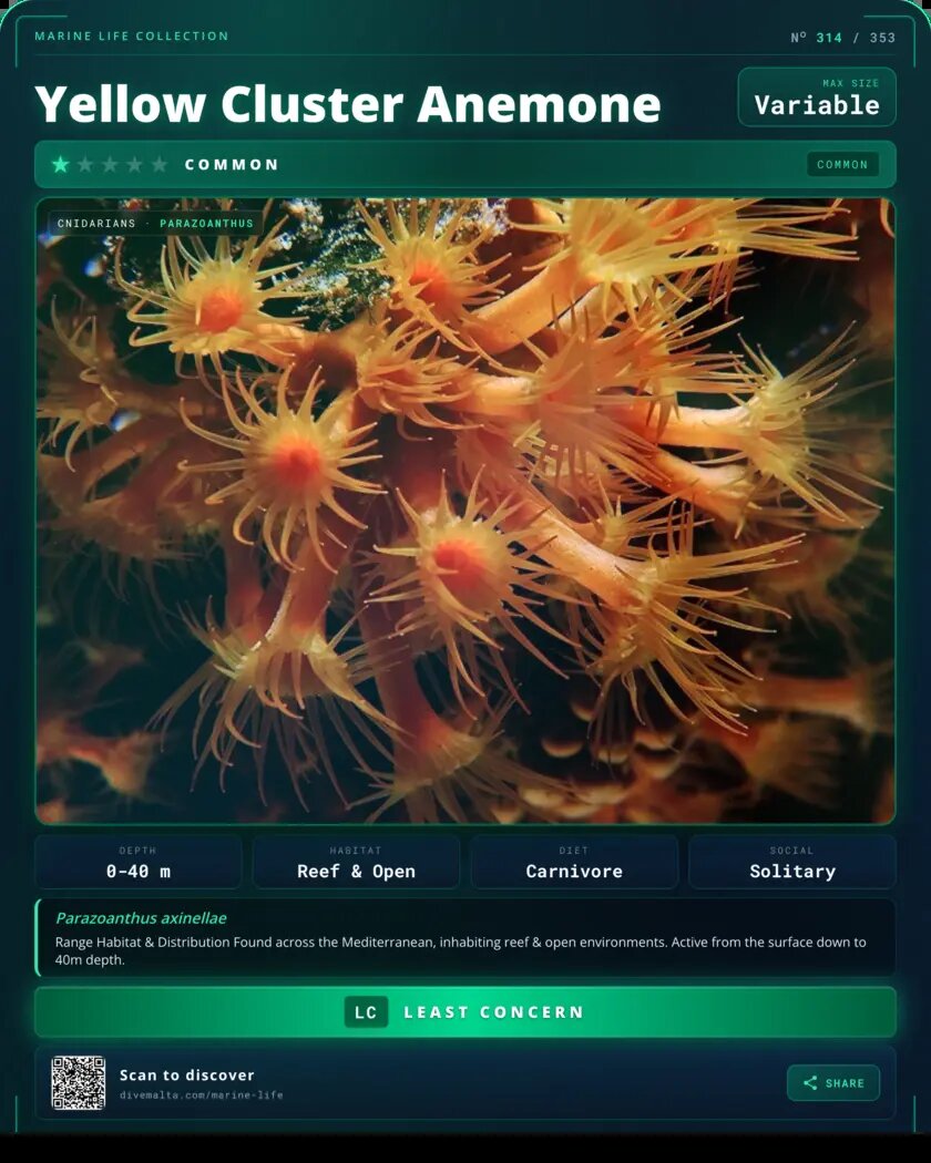 Yellow Cluster Anemone species card