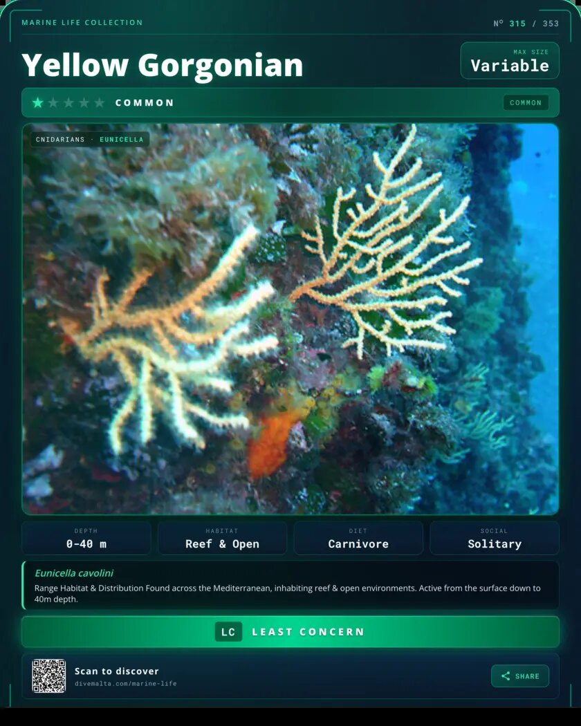 Yellow Gorgonian species card