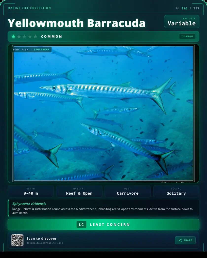 Yellowmouth Barracuda species card