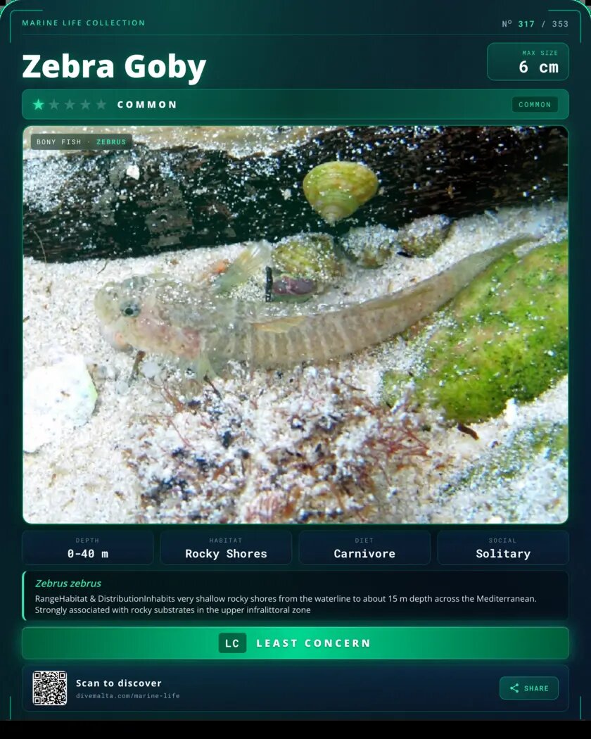 Zebra Goby species card