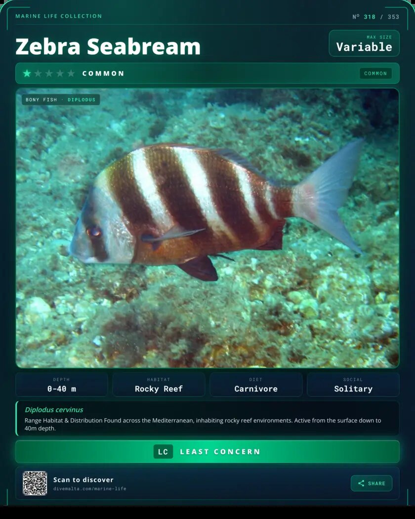 Zebra Seabream species card