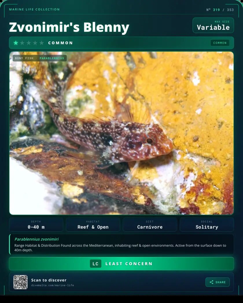 Zvonimir's Blenny species card