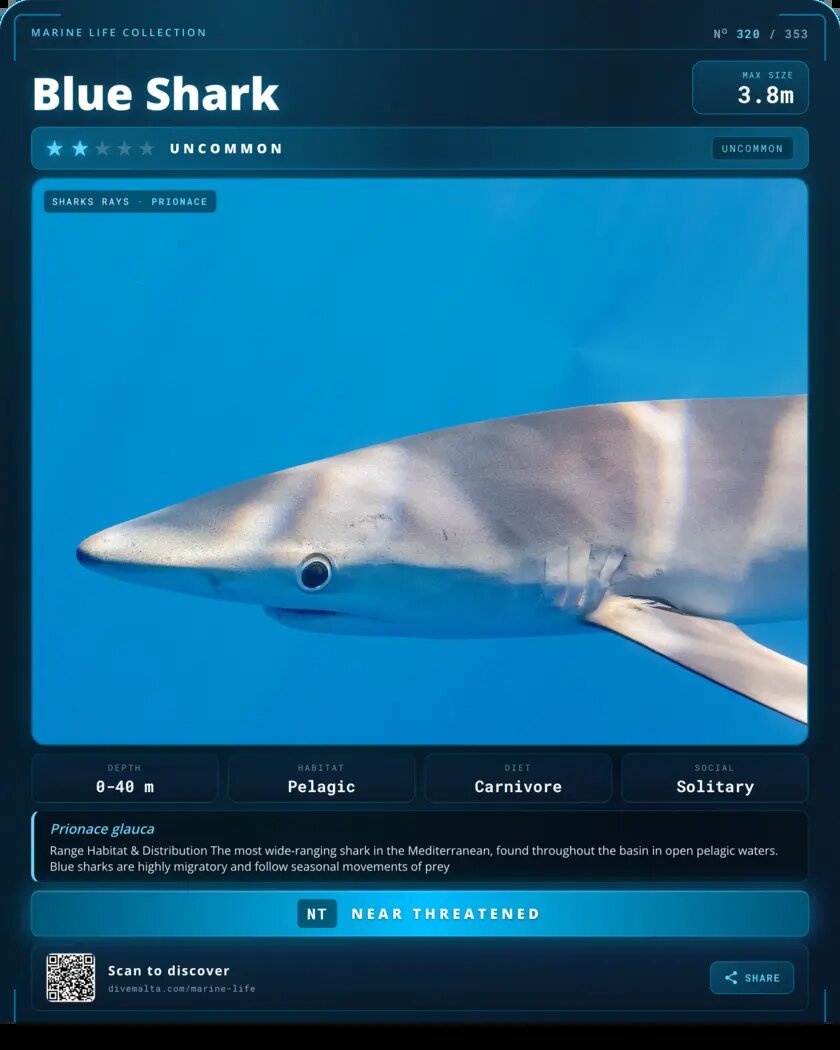 Blue Shark species card