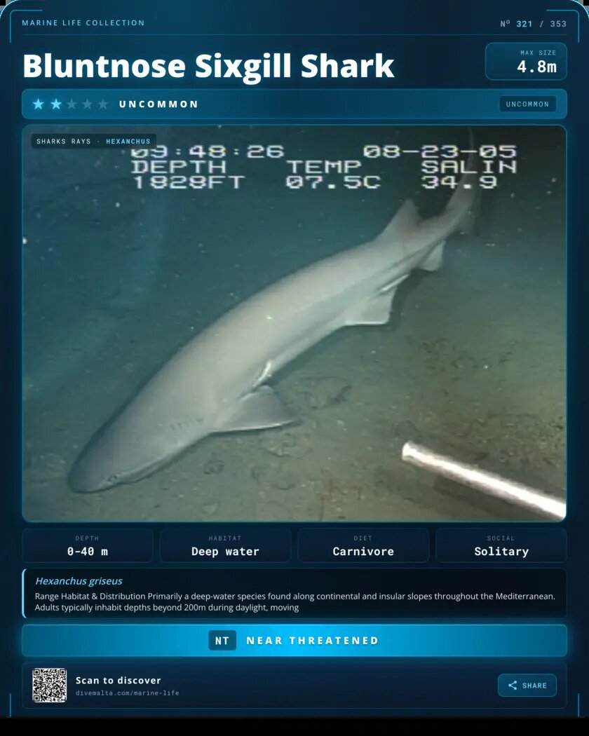 Bluntnose Sixgill Shark species card