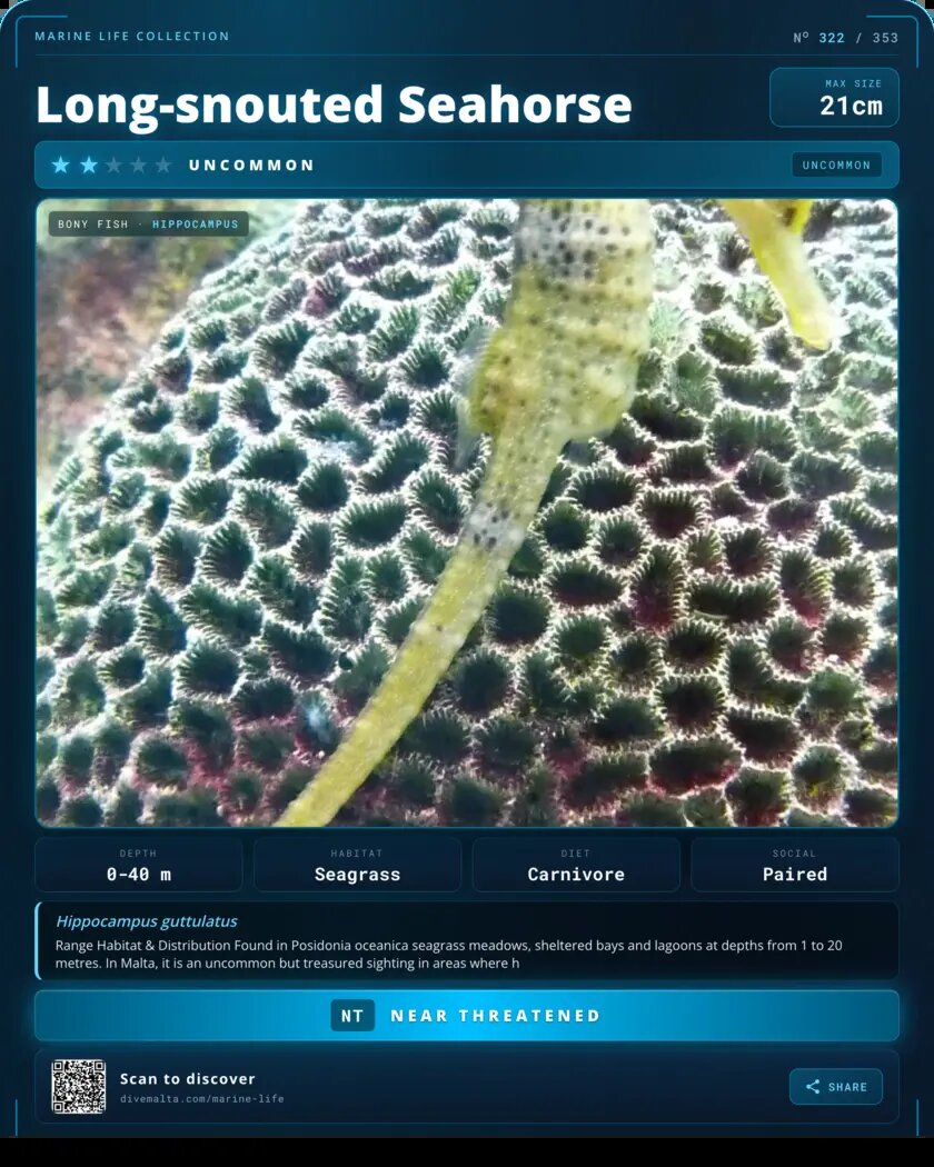 Long-snouted Seahorse species card