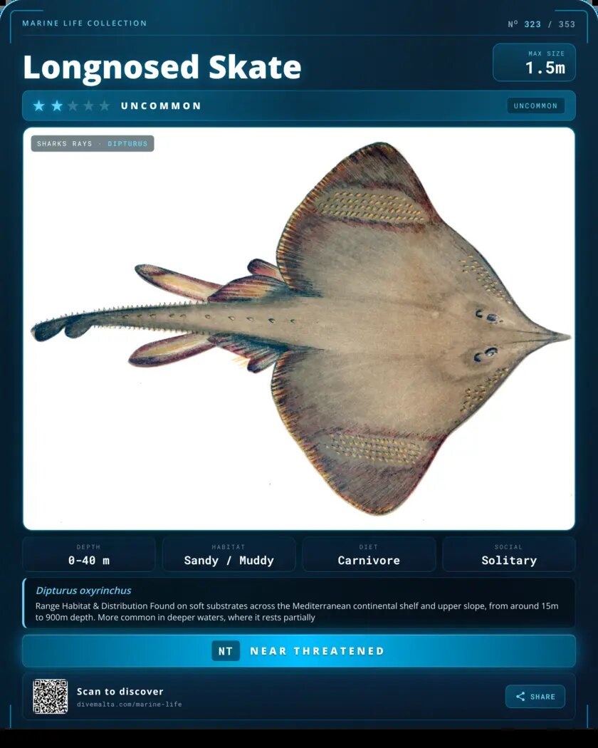 Longnosed Skate species card