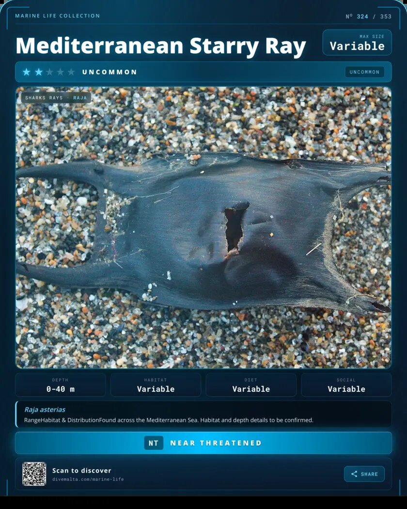 Mediterranean Starry Ray species card