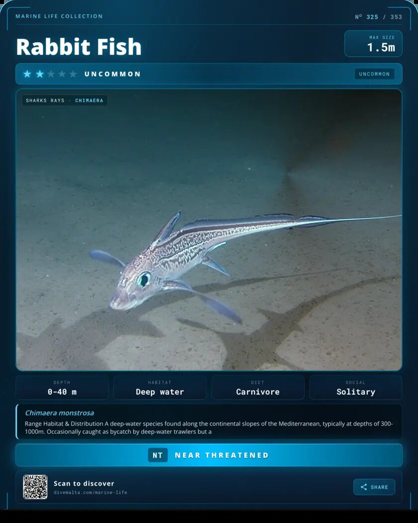 Rabbit Fish species card