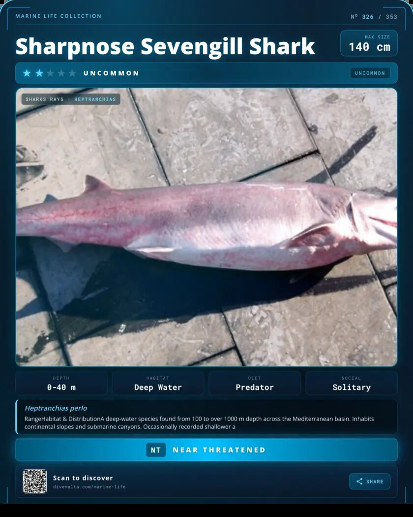 Sharpnose Sevengill Shark species card