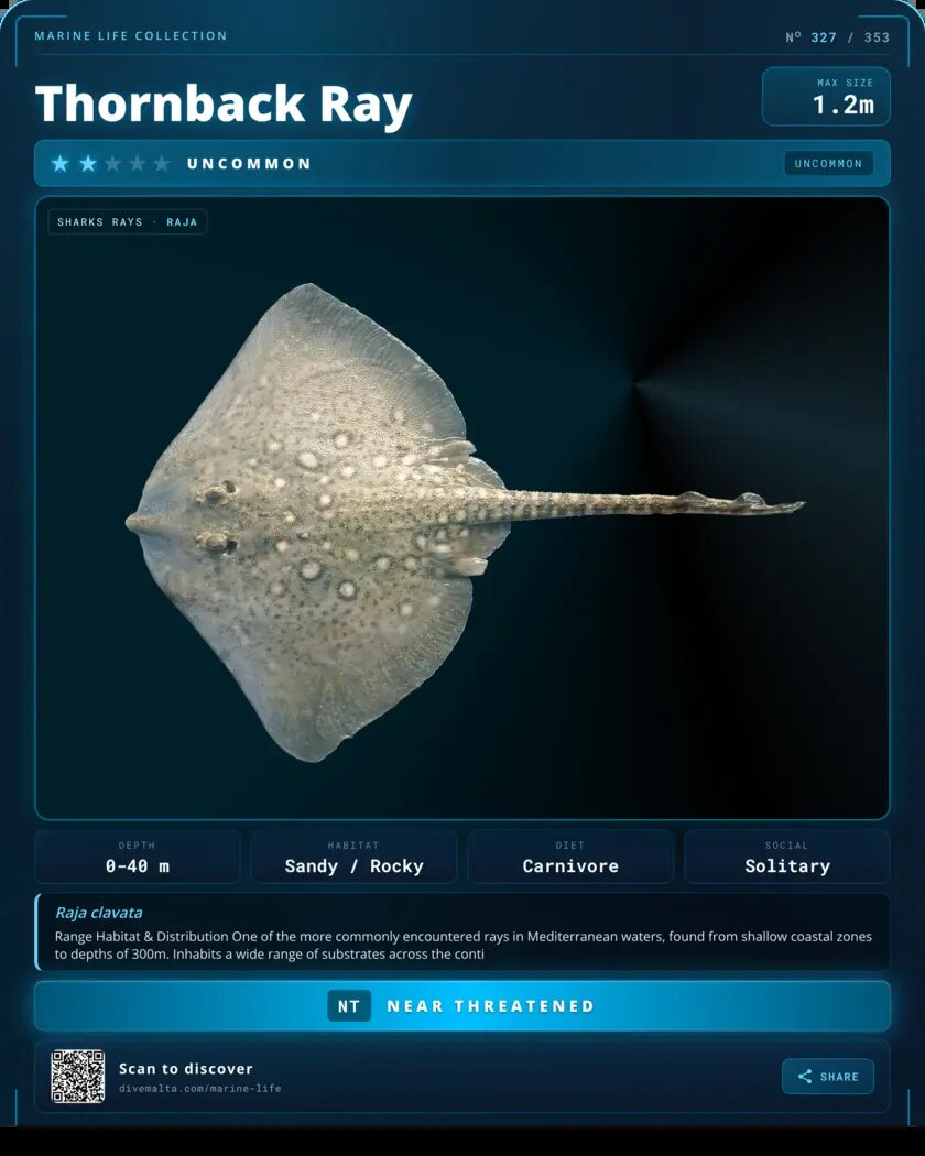 Thornback Ray species card