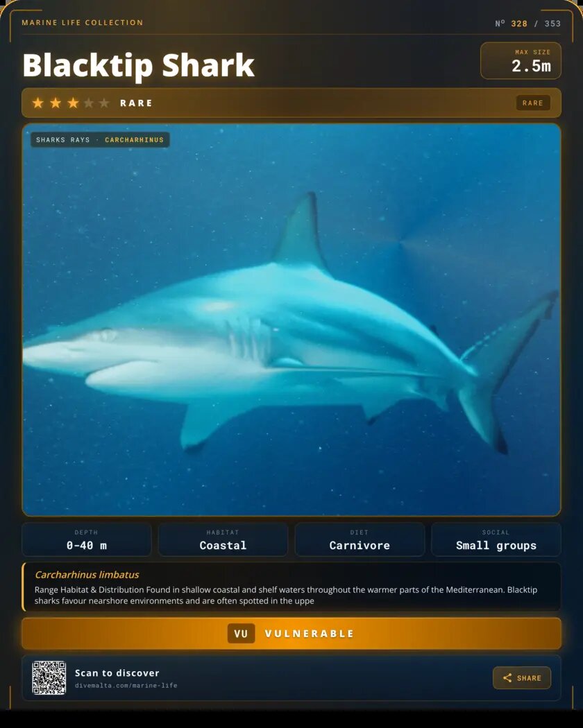 Blacktip Shark species card