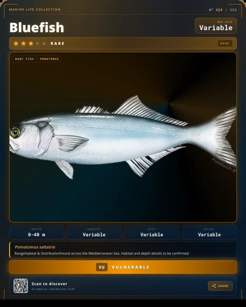Bluefish species card