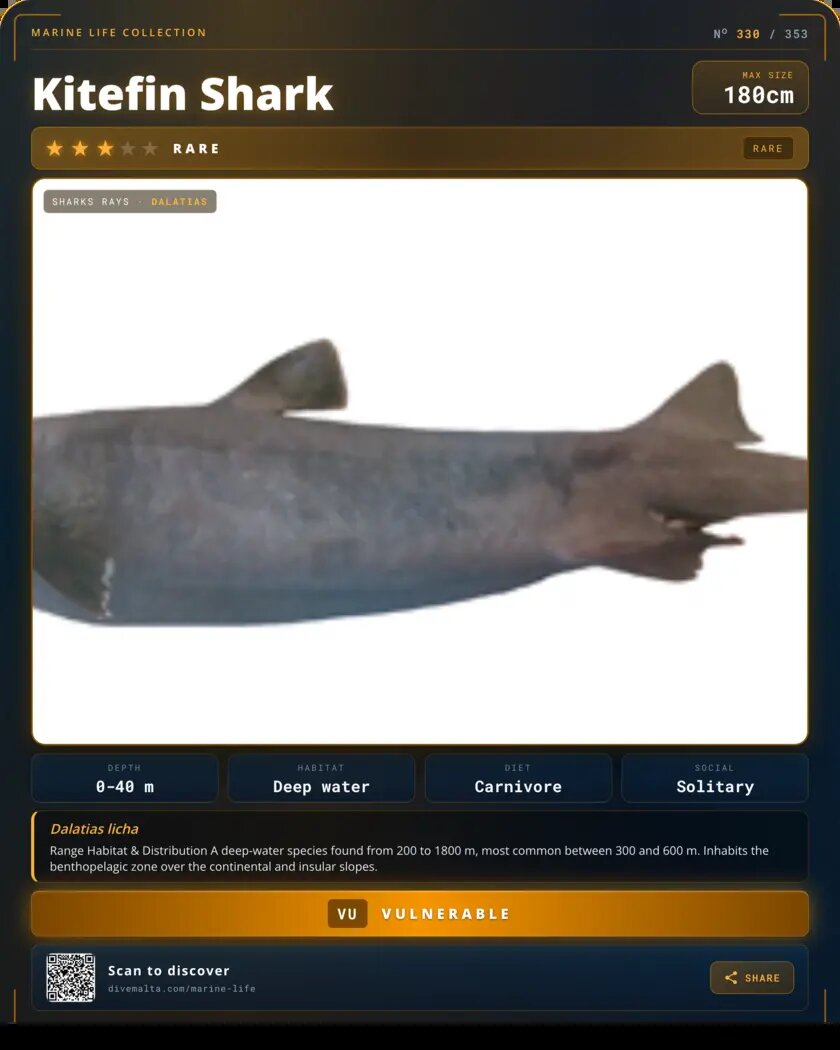 Kitefin Shark species card