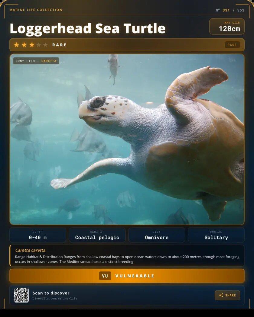 Loggerhead Sea Turtle species card