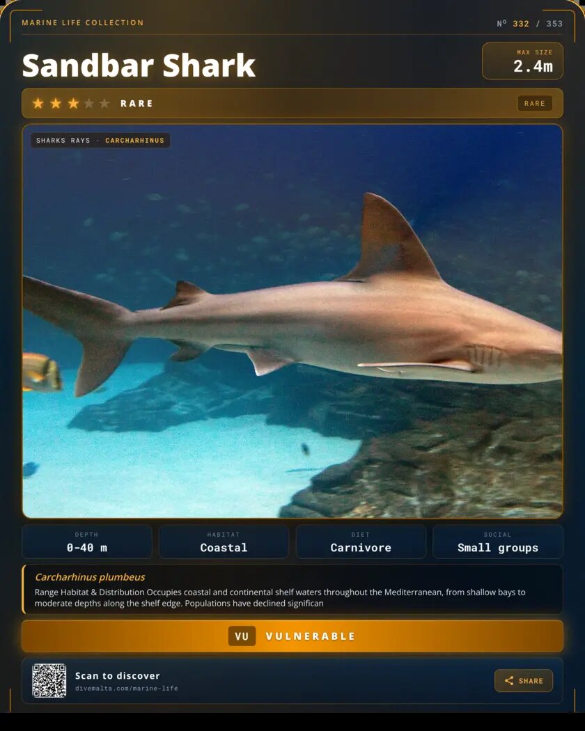Sandbar Shark species card